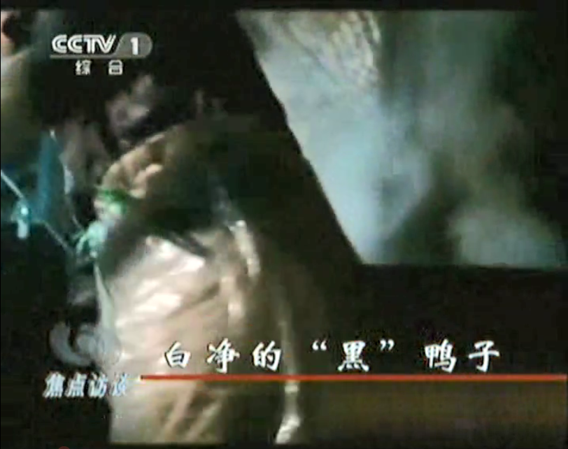 媒體曝光松香、瀝青拔鴨